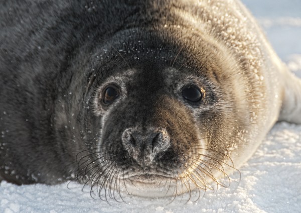 Grey Seal Pup